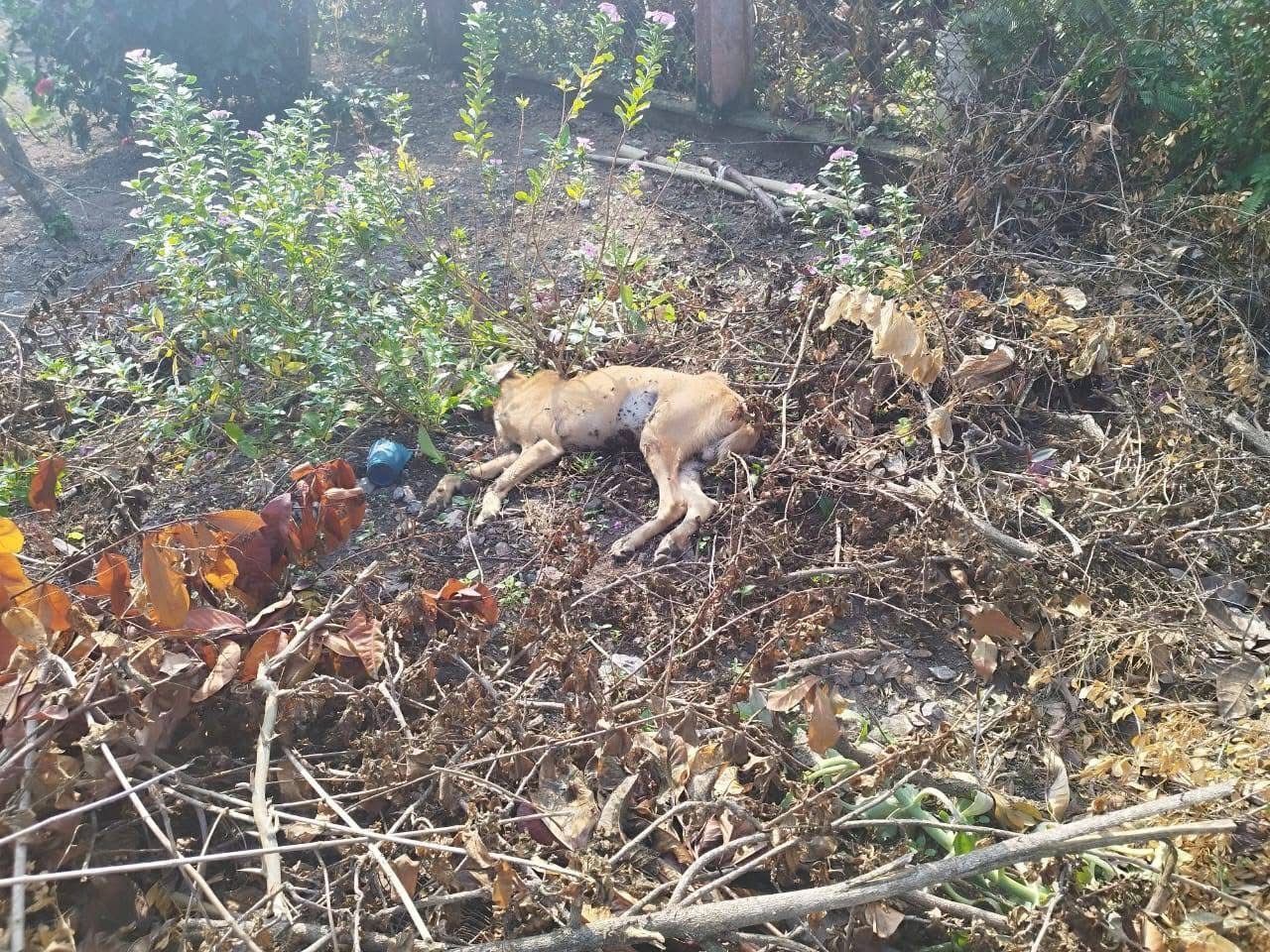 Pedro Parola
Vecinos del municipio de Matías Romero denunciaron la muerte de varios lomitos en ese municipio del Istmo de Tehuantepec, sin que hasta el momento la autoridad municipal haga algo para investigarlo.