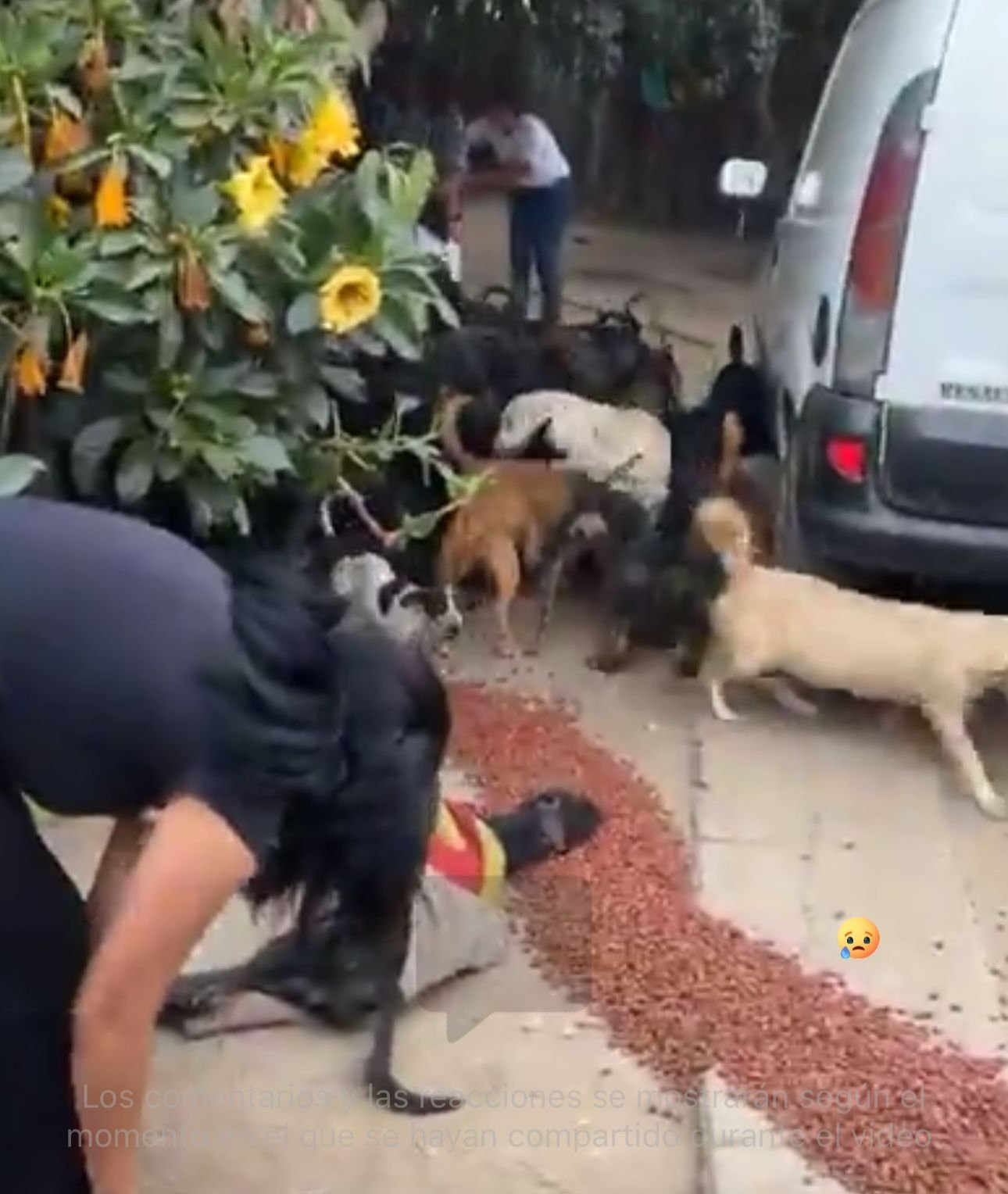 𝘼𝙪𝙩𝙤𝙧𝙞𝙙𝙖𝙙𝙚𝙨 𝙝𝙖𝙡𝙡𝙖𝙣 𝙪𝙣𝙖 𝙘𝙖𝙨𝙖 𝙚𝙣 𝙇𝙖𝙘𝙝𝙞𝙜𝙤𝙡𝙤 𝙘𝙤𝙣 𝙙𝙚𝙘𝙚𝙣𝙖𝙨 𝙙𝙚 𝙥𝙚𝙧𝙧𝙤𝙨 𝙢𝙖𝙡𝙩𝙧𝙖𝙩𝙖𝙙𝙤𝙨; 𝙡𝙖 𝙁𝙞𝙨𝙘𝙖𝙡í𝙖 𝙞𝙣𝙫𝙚𝙨𝙩𝙞𝙜𝙖 𝙥𝙤𝙨𝙞𝙗𝙡𝙚 𝙨𝙖𝙘𝙧𝙞𝙛𝙞𝙘𝙞𝙤 𝙮 𝙫𝙚𝙣𝙩𝙖 𝙞𝙡𝙚𝙜𝙖𝙡.