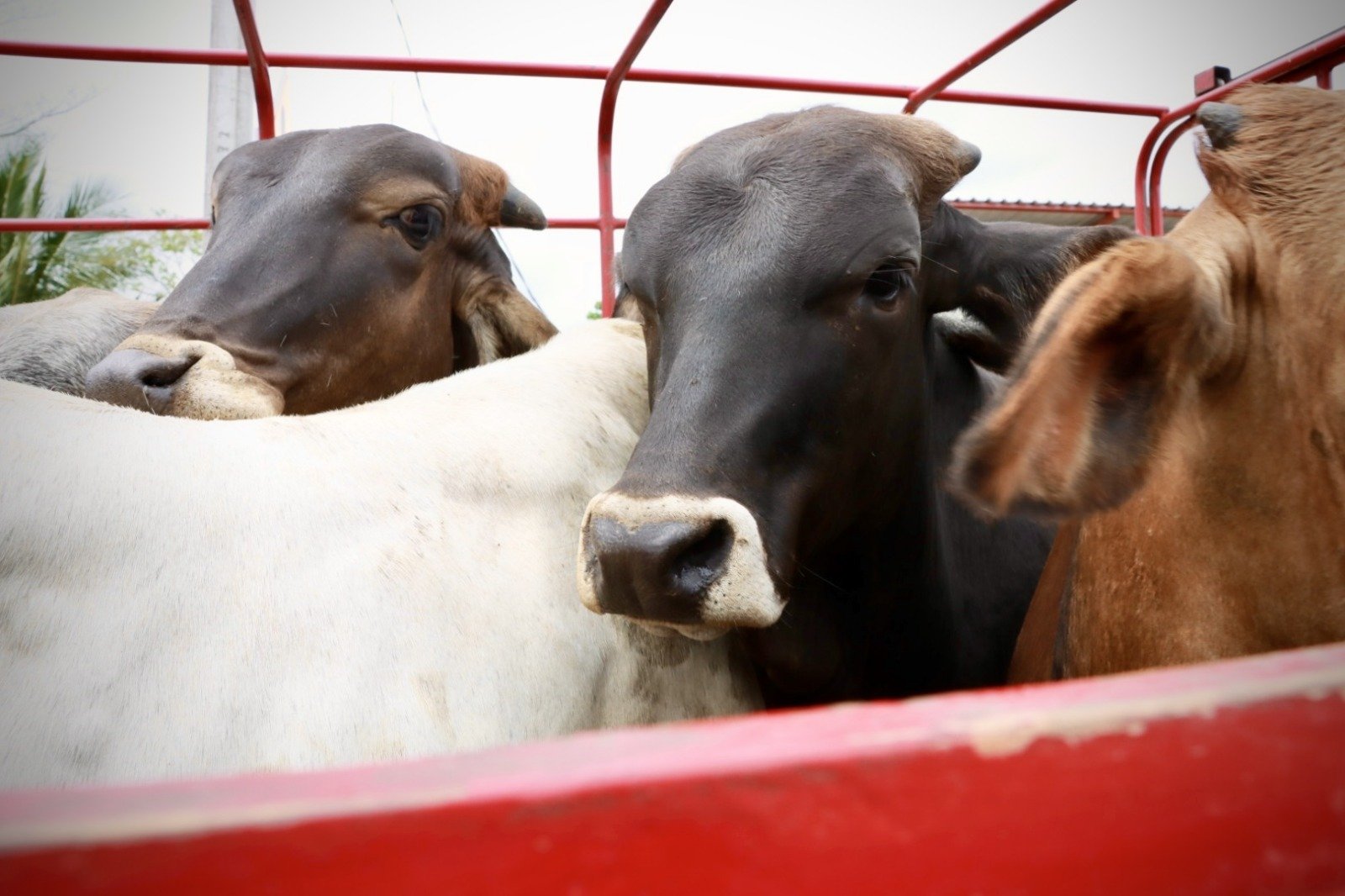  Alerta sanitaria en el campo: llaman a reportar casos de gusano barrenador en Oaxaca