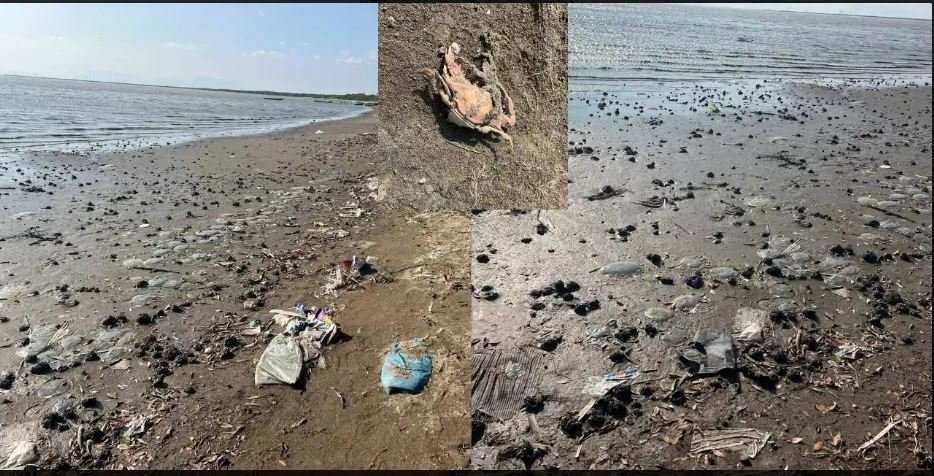 𝙈𝙚𝙙𝙪𝙨𝙖𝙨 𝙨𝙞𝙣 𝙫𝙞𝙙𝙖, 𝙧𝙚𝙨𝙞𝙙𝙪𝙤𝙨 𝙥𝙤𝙧 𝙩𝙤𝙙𝙖𝙨 𝙥𝙖𝙧𝙩𝙚𝙨 𝙮 𝙪𝙣 𝙤𝙡𝙤𝙧 𝙦𝙪𝙚 𝙣𝙤 𝙨𝙚 𝙫𝙖: 𝙍𝙖𝙖 𝘽𝙞𝙙𝙭𝙞 𝙚𝙭𝙝𝙞𝙗𝙚 𝙚𝙡 𝙙𝙚𝙩𝙚𝙧𝙞𝙤𝙧𝙤 𝙙𝙚 𝙪𝙣 𝙚𝙘𝙤𝙨𝙞𝙨𝙩𝙚𝙢𝙖 𝙨𝙞𝙣 𝙘𝙪𝙞𝙙𝙖𝙙𝙤 𝙣𝙞 𝙫𝙞𝙜𝙞𝙡𝙖𝙣𝙘𝙞𝙖.