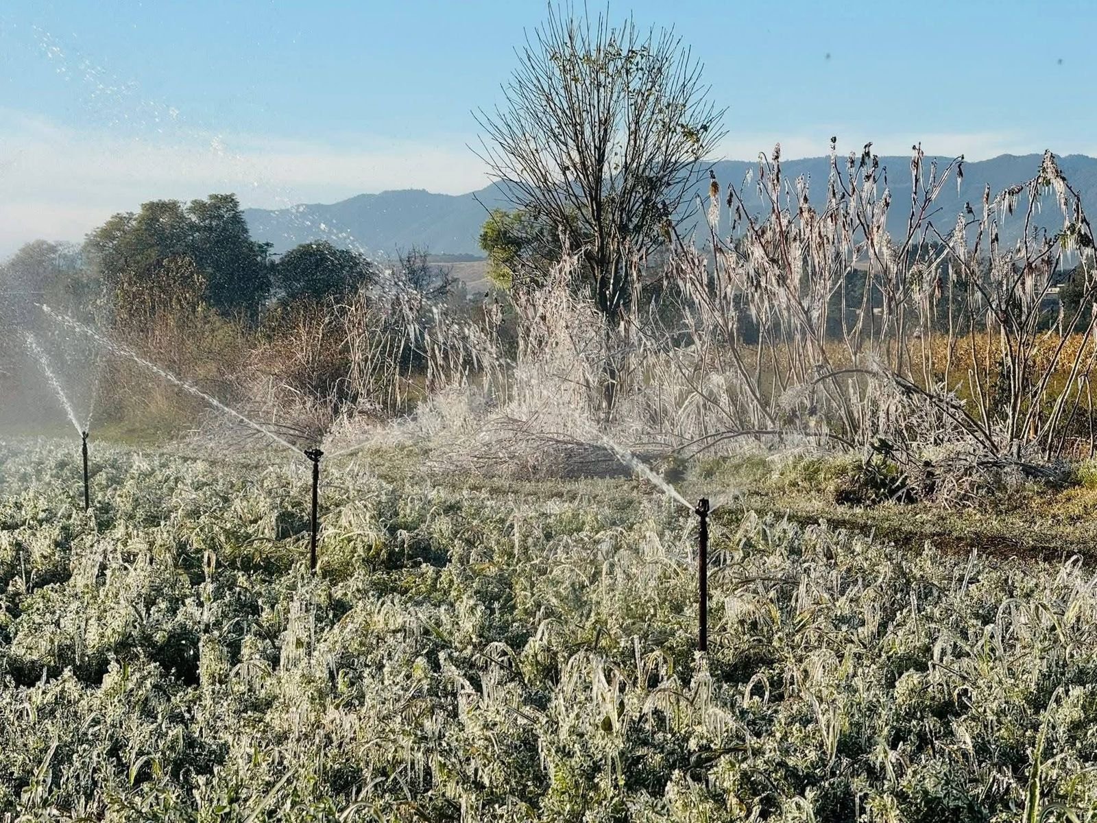 𝙎𝙚 𝙧𝙚𝙜𝙞𝙨𝙩𝙧ó 𝙡𝙖 𝙥𝙧𝙞𝙢𝙚𝙧𝙖 𝙝𝙚𝙡𝙖𝙙𝙖 𝙙𝙚 𝙡𝙖 𝙩𝙚𝙢𝙥𝙤𝙧𝙖𝙙𝙖 𝙚𝙣 𝙡𝙖 𝙧𝙚𝙜𝙞ó𝙣.