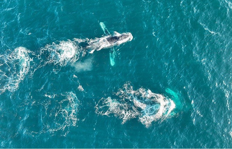 𝗚𝗶𝗴𝗮𝗻𝘁𝗲𝘀 𝗱𝗲𝗹 𝗣𝗮𝗰í𝗳𝗶𝗰𝗼 𝗿𝗲𝗴𝗿𝗲𝘀𝗮𝗻 𝗮 𝗹𝗮 𝗖𝗼𝘀𝘁𝗮: 𝘀𝗶𝗴𝘂𝗲 𝗲𝗹 𝗮𝘃𝗶𝘀𝘁𝗮𝗺𝗶𝗲𝗻𝘁𝗼 𝗱𝗲 𝗯𝗮𝗹𝗹𝗲𝗻𝗮 𝗷𝗼𝗿𝗼𝗯𝗮𝗱𝗮 𝗲𝗻 𝗢𝗮𝘅𝗮𝗰𝗮