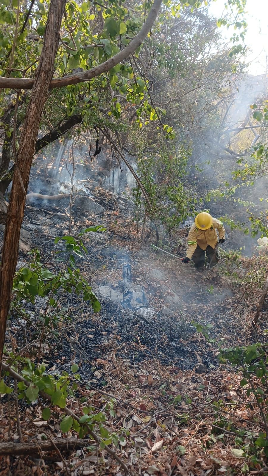 𝗖𝗼𝗻𝘁𝗿𝗼𝗹𝗮𝗻 𝗶𝗻𝗰𝗲𝗻𝗱𝗶𝗼 𝗳𝗼𝗿𝗲𝘀𝘁𝗮𝗹 𝗲𝗻 𝗦𝗮𝗻 𝗣𝗲𝗱𝗿𝗼 𝗛𝘂𝗶𝗹𝗼𝘁𝗲𝗽𝗲𝗰; 𝗮𝗳𝗲𝗰𝘁ó 𝗰𝗮𝘀𝗶 𝟭𝟬 𝗵𝗲𝗰𝘁á𝗿𝗲𝗮𝘀