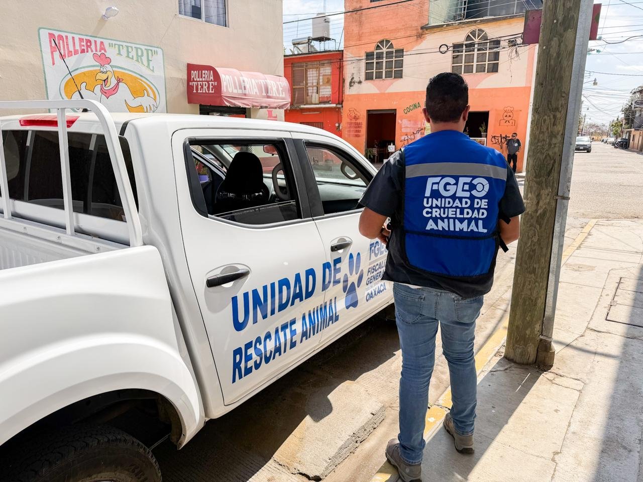  𝗖𝗮𝘁𝗲𝗼 𝗶𝗻é𝗱𝗶𝘁𝗼 𝗲𝗻 𝗢𝗮𝘅𝗮𝗰𝗮: 𝗿𝗲𝘀𝗰𝗮𝘁𝗮𝗻 𝗮 𝗱𝗼𝘀 𝗽𝗲𝗿𝗿𝗶𝘁𝗼𝘀 𝗮𝗯𝗮𝗻𝗱𝗼𝗻𝗮𝗱𝗼𝘀