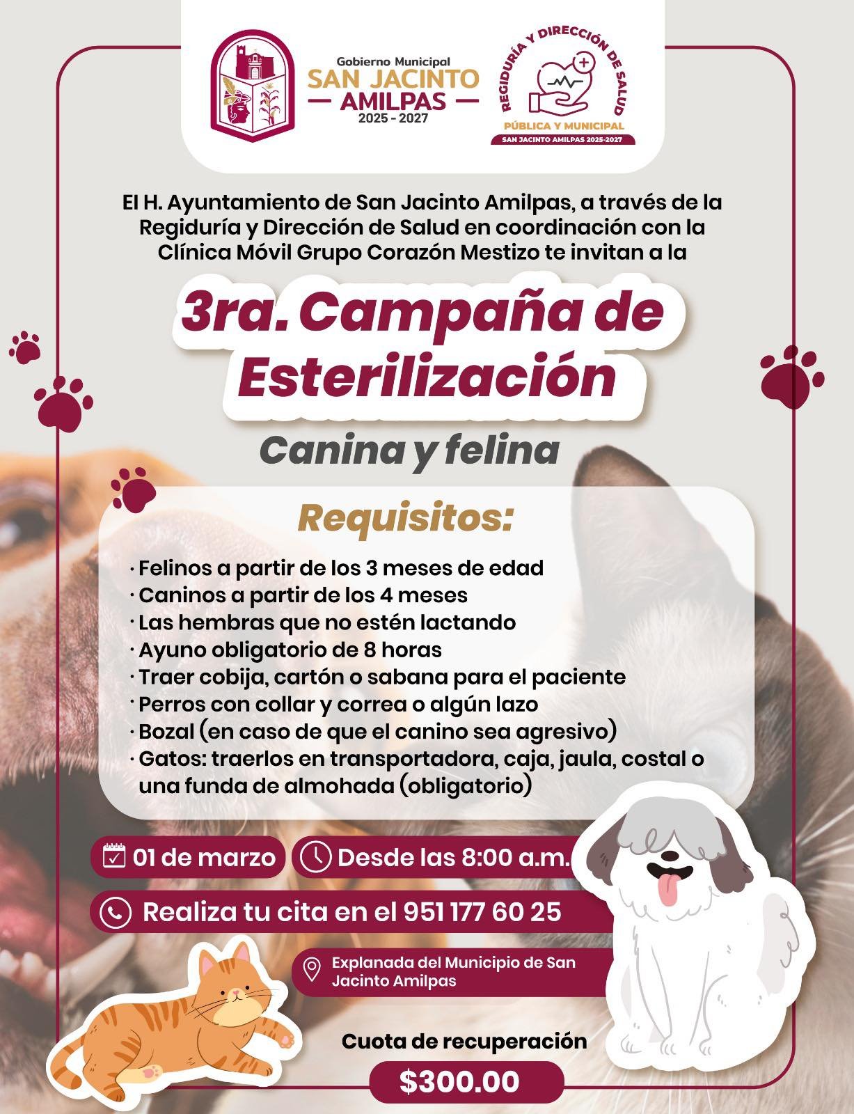 𝗦𝗮𝗻 𝗝𝗮𝗰𝗶𝗻𝘁𝗼 𝗔𝗺𝗶𝗹𝗽𝗮𝘀 𝗮𝗰𝘁𝗶𝘃𝗮 𝗺𝗮𝗿𝘇𝗼: 𝗲𝘀𝘁𝗲𝗿𝗶𝗹𝗶𝘇𝗮𝗰𝗶𝗼́𝗻 𝗽𝗮𝗿𝗮 𝗺𝗮𝘀𝗰𝗼𝘁𝗮𝘀 𝘆 𝗰𝗲𝗿𝘁𝗮𝗺𝗲𝗻 𝗗𝗶𝗼𝘀𝗮 𝗖𝗲𝗻𝘁𝗲́𝗼𝘁𝗹 𝟮𝟬𝟮𝟲.