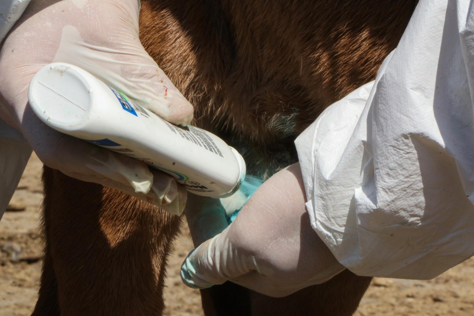 𝗫𝗼𝘅𝗼𝗰𝗼𝘁𝗹𝗮́𝗻 𝗮𝗰𝘁𝗶𝘃𝗮 𝗮𝗹𝗲𝗿𝘁𝗮 𝘀𝗮𝗻𝗶𝘁𝗮𝗿𝗶𝗮 𝗽𝗼𝗿 𝗴𝘂𝘀𝗮𝗻𝗼 𝗯𝗮𝗿𝗿𝗲𝗻𝗮𝗱𝗼𝗿