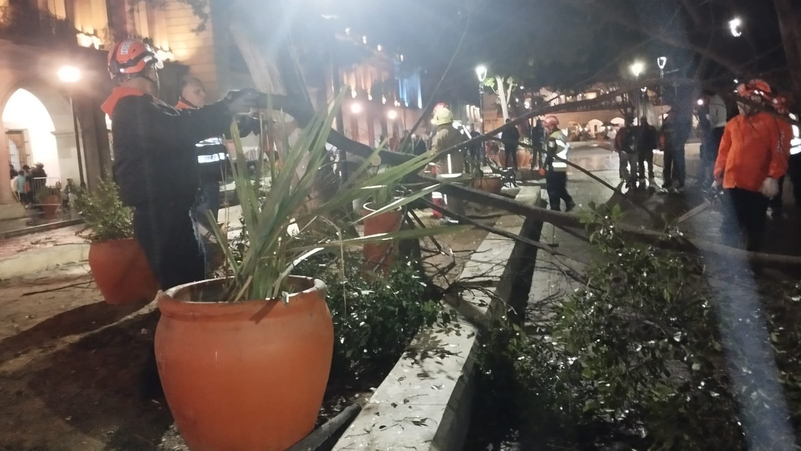 𝗖𝗮𝗲 á𝗿𝗯𝗼𝗹 𝗲𝗻 𝗲𝗹 𝗭ó𝗰𝗮𝗹𝗼 𝗱𝗲 𝗢𝗮𝘅𝗮𝗰𝗮; 𝗮𝗰𝗼𝗿𝗱𝗼𝗻𝗮𝗻 𝗹𝗮 𝘇𝗼𝗻𝗮 𝘁𝗿𝗮𝘀 𝗲𝗹 𝗶𝗻𝗰𝗶𝗱𝗲𝗻𝘁𝗲.