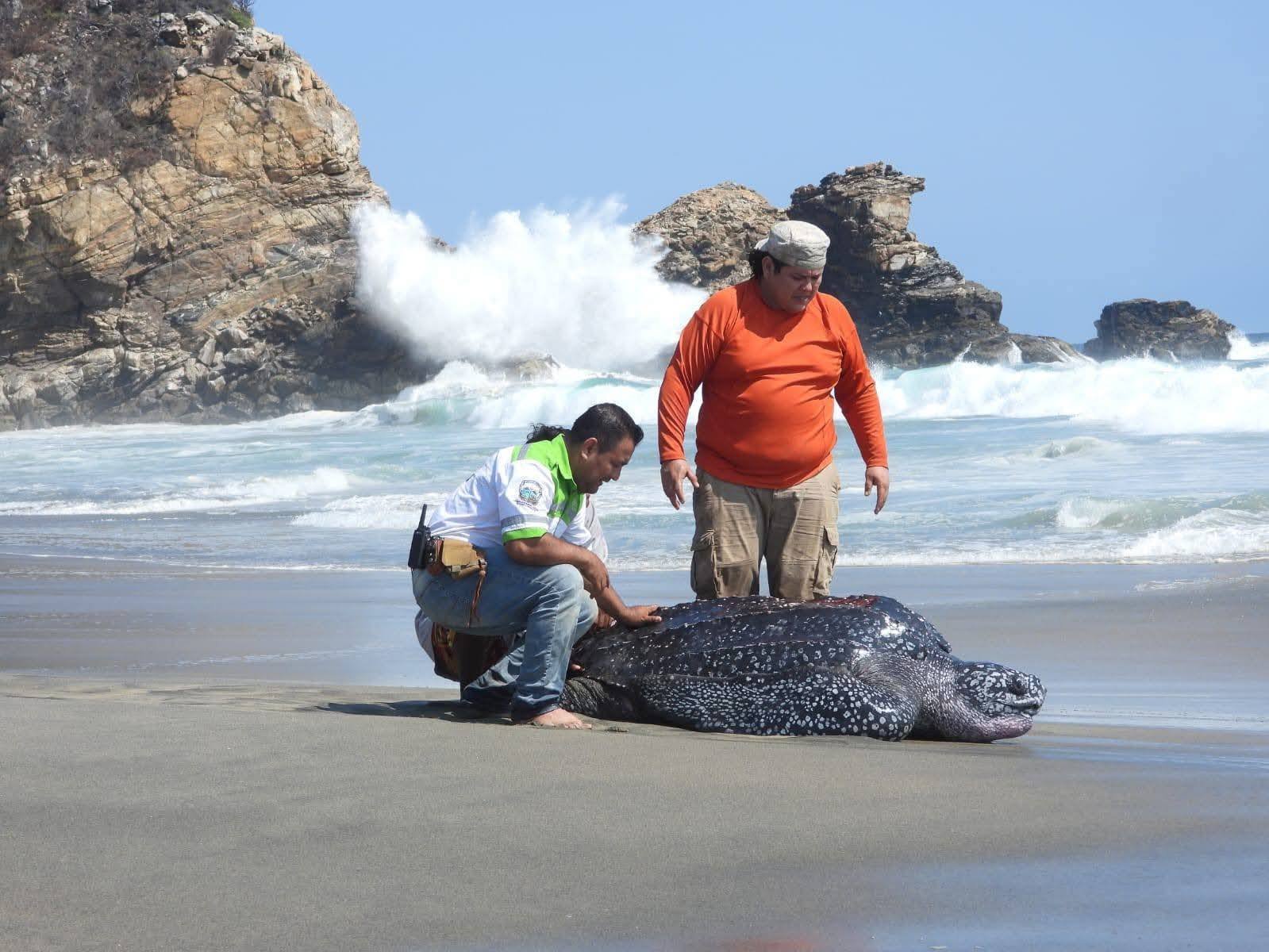 𝗧𝗼𝗿𝘁𝘂𝗴𝗮 𝗹𝗮𝘂́𝗱 𝗲𝗻 𝗽𝗲𝗹𝗶𝗴𝗿𝗼: 𝗹𝗮 𝗿𝗲𝘀𝗰𝗮𝘁𝗮𝗻 𝘁𝗿𝗮𝘀 𝘀𝗲𝗿 𝗮𝗿𝗿𝗮𝘀𝘁𝗿𝗮𝗱𝗮 𝗽𝗼𝗿 𝗲𝗹 𝗺𝗮𝗿 𝗱𝗲 𝗳𝗼𝗻𝗱𝗼 𝗲𝗻 𝗹𝗮 𝗰𝗼𝘀𝘁𝗮