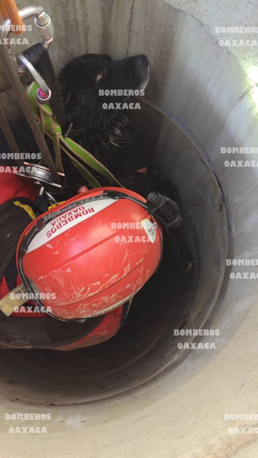 𝗖𝗮𝗲 𝗮 𝟮𝟱 𝗺𝗲𝘁𝗿𝗼𝘀 𝘆 𝘀𝗮𝗹𝗲 𝘀𝗶𝗻 𝗵𝗲𝗿𝗶𝗱𝗮𝘀: 𝗿𝗲𝘀𝗰𝗮𝘁𝗮𝗻 𝗮 𝗽𝗲𝗿𝗿𝗼 𝗲𝗻 𝗦𝗮𝗻 𝗔𝗻𝘁𝗼𝗻𝗶𝗼 𝗱𝗲 𝗹𝗮 𝗖𝗮𝗹