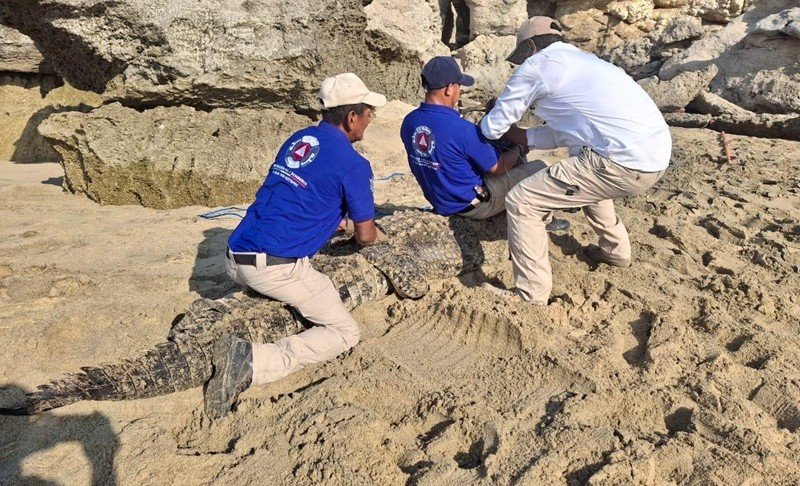 𝗔𝗹𝗲𝗿𝘁𝗮 𝗲𝗻 𝗹𝗮 𝗰𝗼𝘀𝘁𝗮 𝘆 𝗹𝗮 𝗖𝘂𝗲𝗻𝗰𝗮: 𝗰𝗮𝗽𝘁𝘂𝗿𝗮𝗻 𝗰𝗼𝗰𝗼𝗱𝗿𝗶𝗹𝗼𝘀 𝘁𝗿𝗮𝘀 𝗺𝗮𝗿 𝗱𝗲 𝗳𝗼𝗻𝗱𝗼