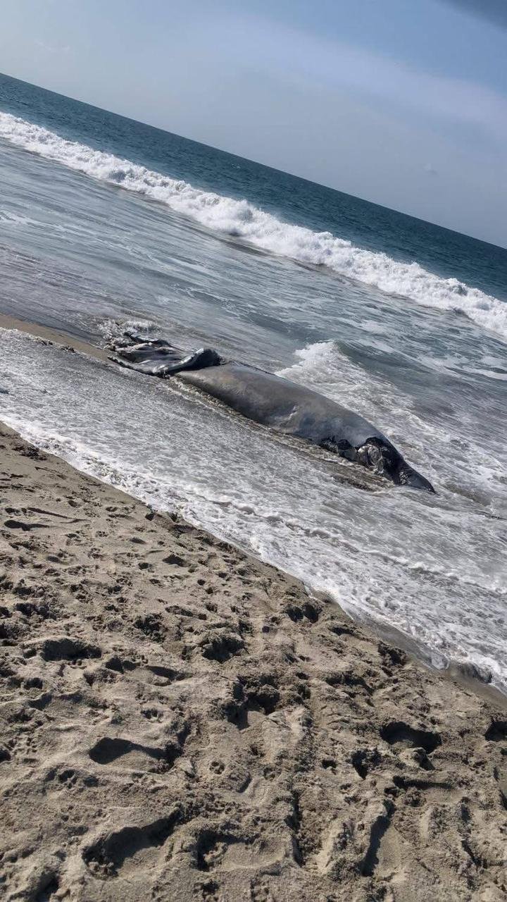 𝗔𝗽𝗮𝗿𝗲𝗰𝗲 𝘀𝗶𝗻 𝘃𝗶𝗱𝗮 𝘂𝗻𝗮 𝗯𝗮𝗹𝗹𝗲𝗻𝗮 𝗲𝗻 𝗽𝗹𝗮𝘆𝗮 𝗱𝗲𝗹 𝗜𝘀𝘁𝗺𝗼  