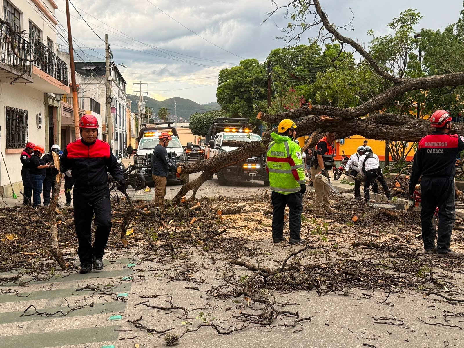 𝗙𝘂𝗲𝗿𝘁𝗲𝘀 𝘃𝗶𝗲𝗻𝘁𝗼𝘀 𝗱𝗲𝗿𝗿𝗶𝗯𝗮𝗻 𝗼𝗰𝗵𝗼 á𝗿𝗯𝗼𝗹𝗲𝘀 𝗲𝗻 𝗹𝗮 𝗭𝗼𝗻𝗮 𝗠𝗲𝘁𝗿𝗼𝗽𝗼𝗹𝗶𝘁𝗮𝗻𝗮 𝗱𝗲 𝗢𝗮𝘅𝗮𝗰𝗮