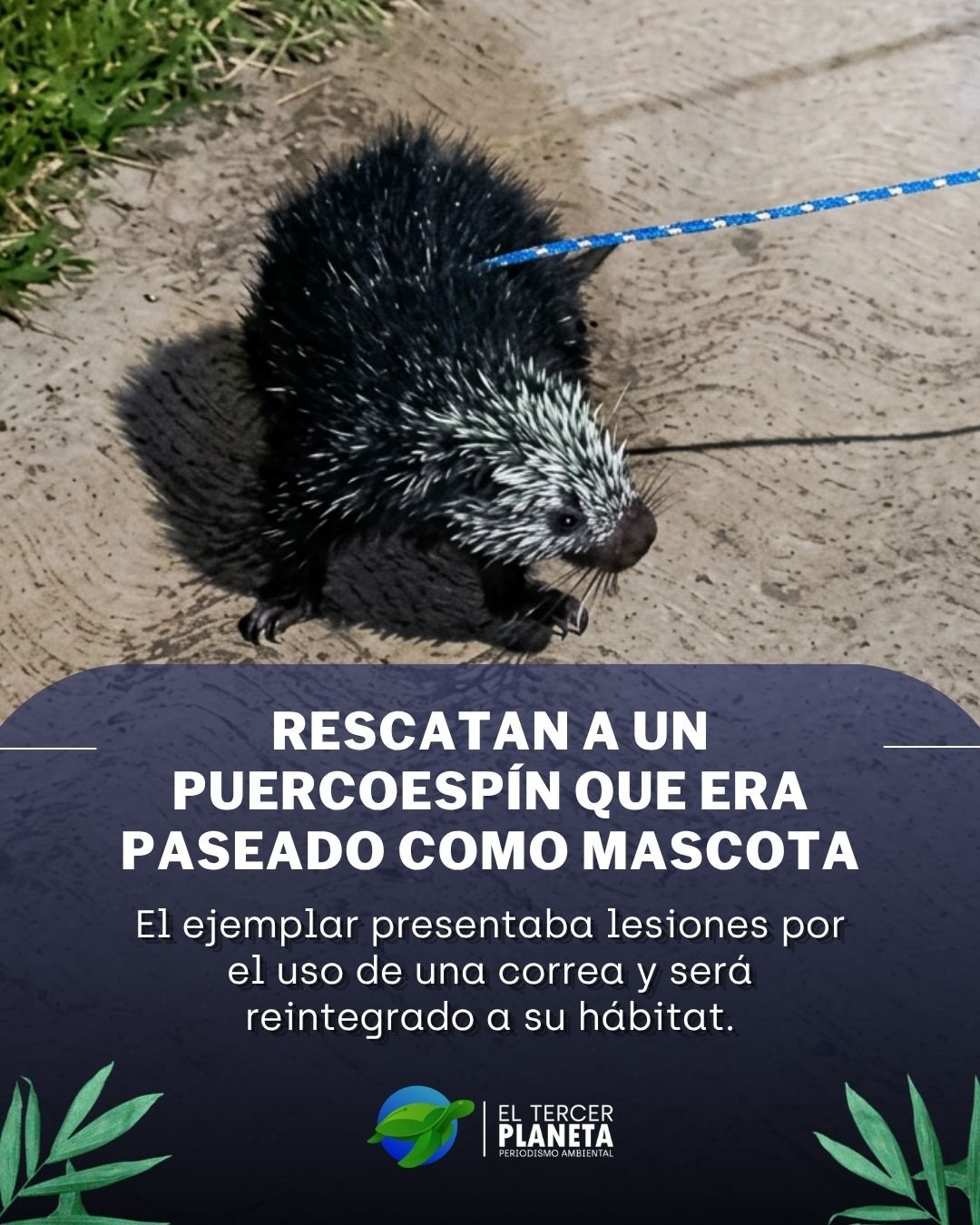 𝗥𝗲𝘀𝗰𝗮𝘁𝗮𝗻 𝗮 𝘂𝗻 𝗽𝘂𝗲𝗿𝗰𝗼𝗲𝘀𝗽í𝗻 𝗾𝘂𝗲 𝗲𝗿𝗮 𝗽𝗮𝘀𝗲𝗮𝗱𝗼 𝗰𝗼𝗻 𝘂𝗻𝗮 𝗰𝗼𝗿𝗿𝗲𝗮 𝗲𝗻 𝗘𝗹𝗼𝘅𝗼𝗰𝗵𝗶𝘁𝗹á𝗻