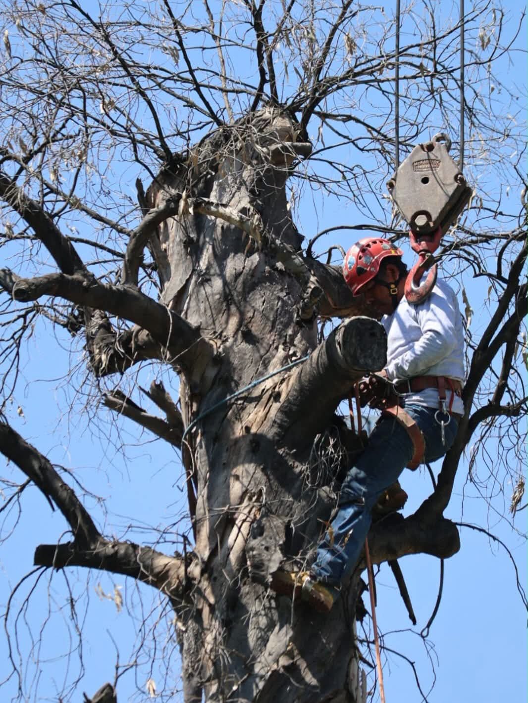 Gobierno de Oaxaca de Juárez realiza poda preventiva en el Paseo Juárez El Llano