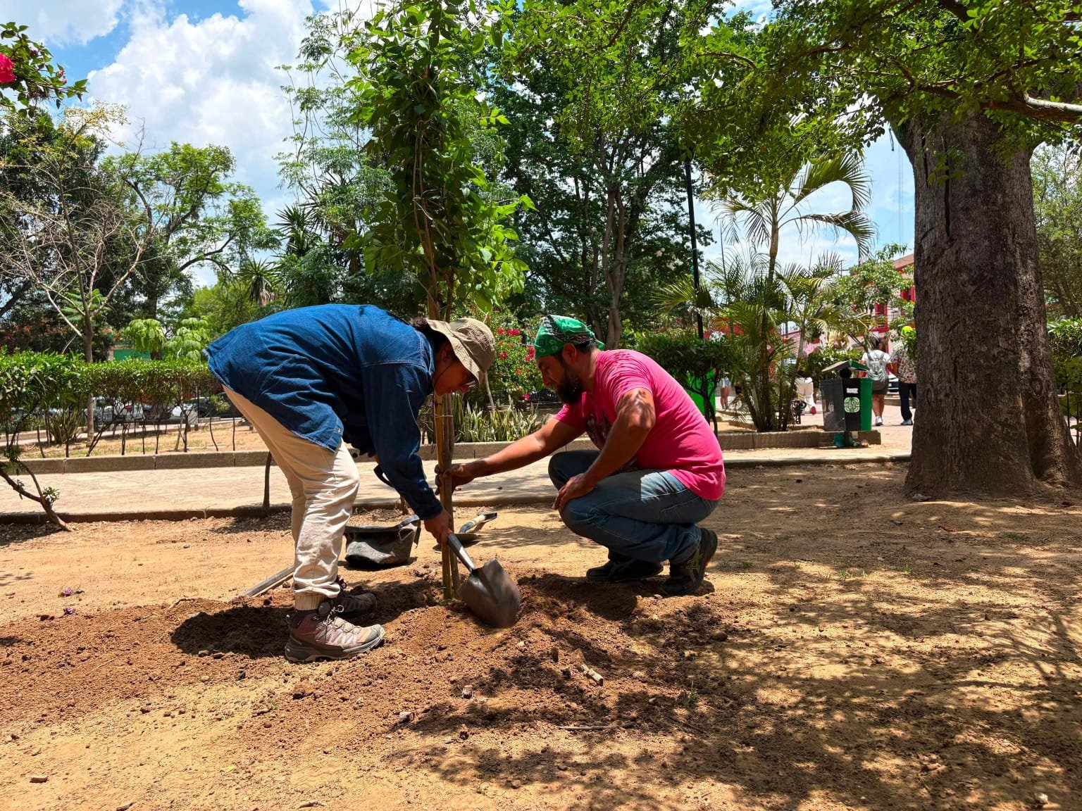 Inicia renovación del arbolado en el Paseo Juárez El Llano