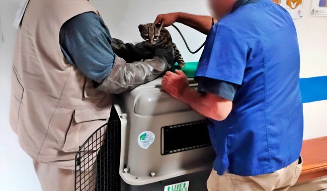 Aseguran tigrillo de nueve meses que vivía como mascota dentro de una casa en Huitzo