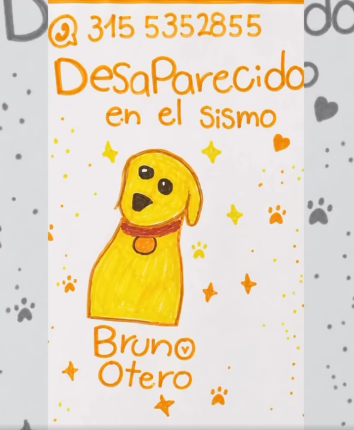 Bruno volvió a casa: niño de 7 años encuentra a su perrito perdido tras el terremoto
