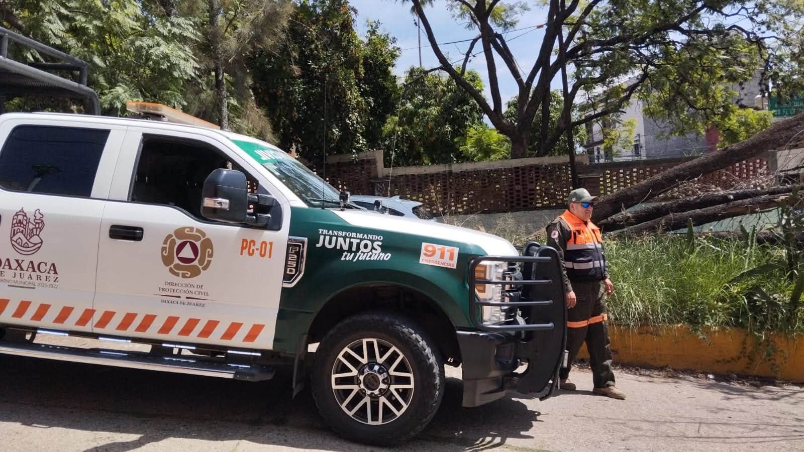 Árbol cae y bloquea vialidad en Panorámicas del Fortín; Protección Civil libera el paso