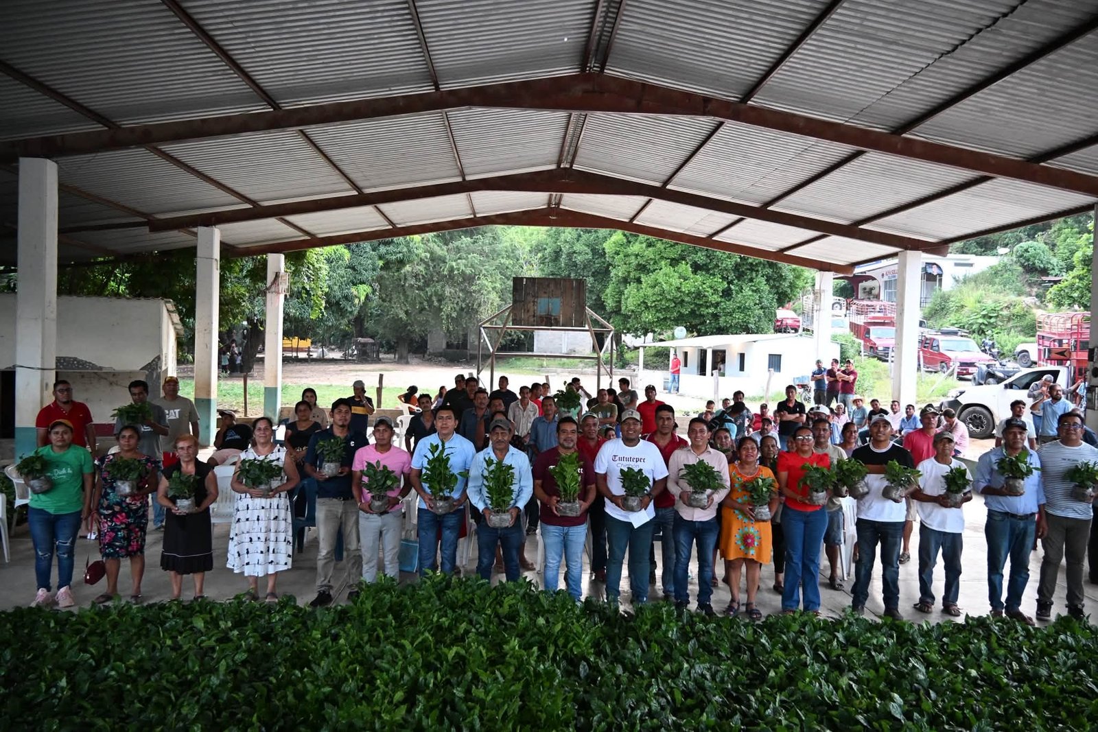 Tututepec entrega 40 mil plantas de café a productores de nueve comunidades