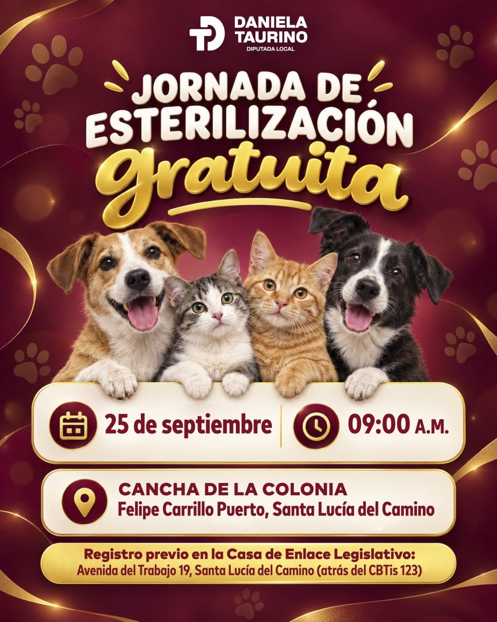 Esterilización gratuita para perros y gatos: abren registro en Oaxaca