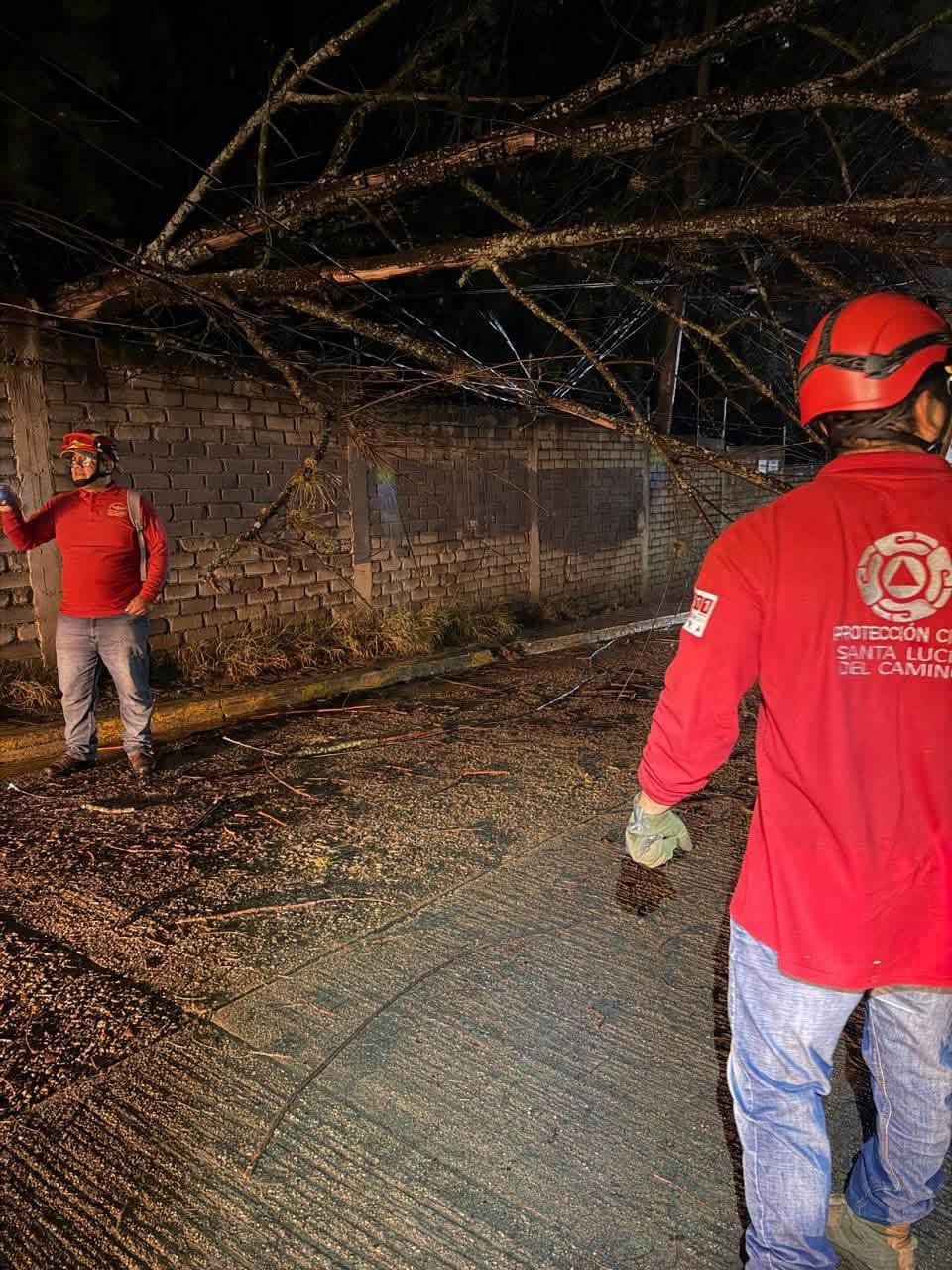 Cae árbol en la colonia Flores Norte; realizan retiro y despeje de la calle Orquídeas