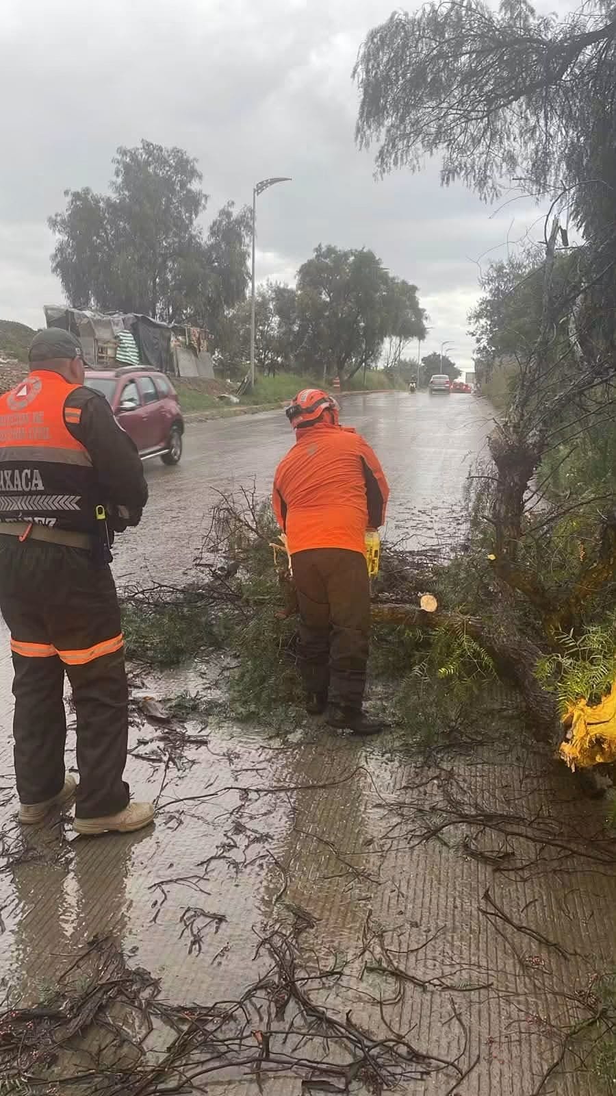 Las lluvias provocaron la caída de un árbol cerca del Instituto Tecnológico de Oaxaca; personal municipal realizó trabajos para liberar y asegurar la zona.