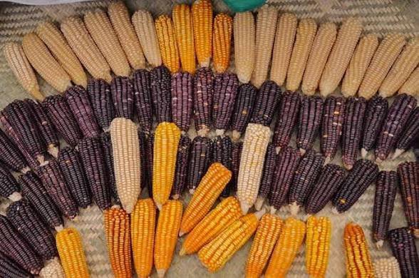  Día Nacional del Maíz: semilla, alimento e identidad de Oaxaca