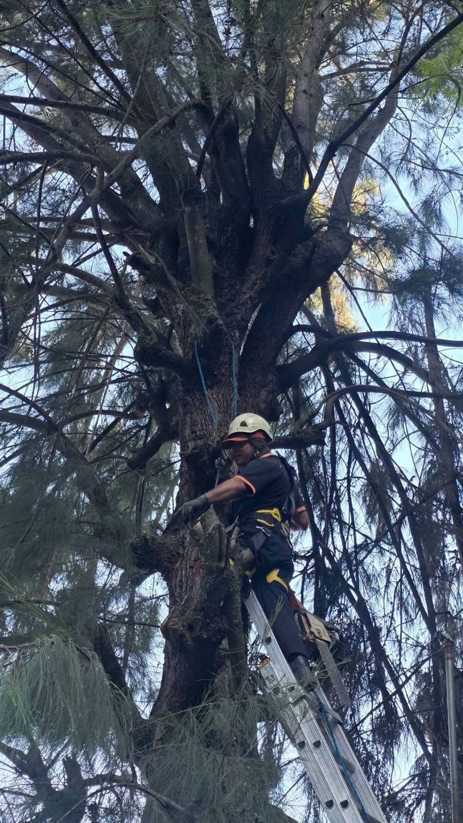 Realizan 22 podas y retiran un pino seco en cuatro colonias de Oaxaca de Juárez