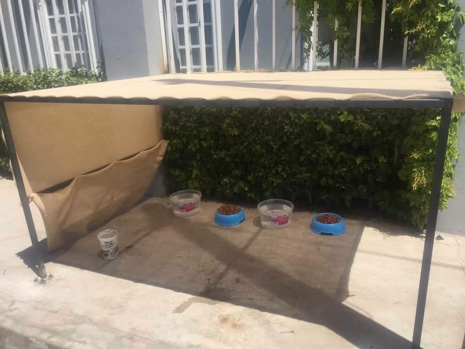 Multan con casi 3 mil pesos a vecino que colocó sombra y agua para perros callejeros en Mexicali